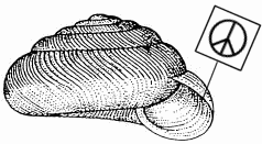 Peace Snail