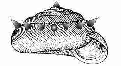 Klingon Snail