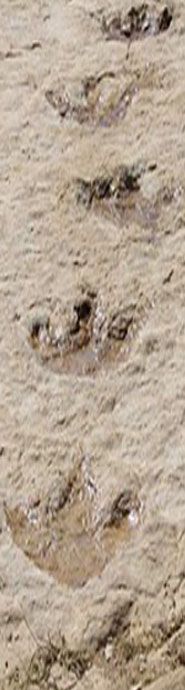 Dragon Tracks